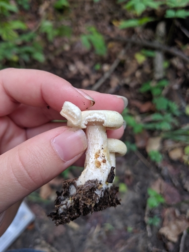 Lactarius yazooensis — photo