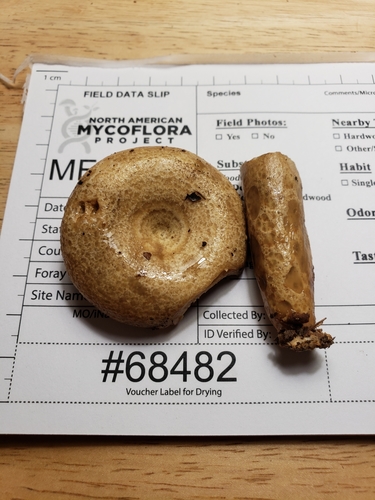 Lactarius yazooensis — photo