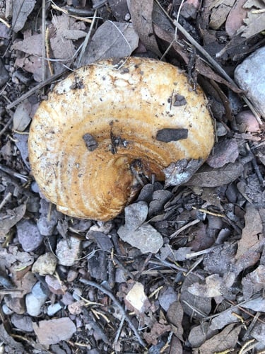Lactarius zonarius — photo