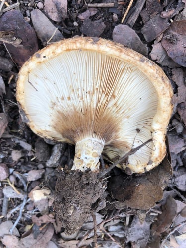 Lactarius zonarius — photo