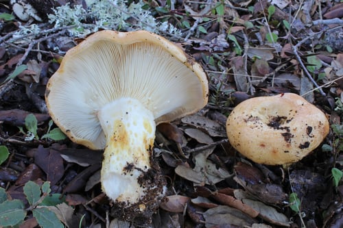 Lactarius zonarius