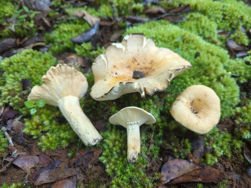 Lactifluus densifolius