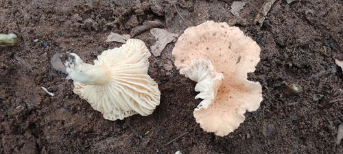 Lactifluus gymnocarpoides