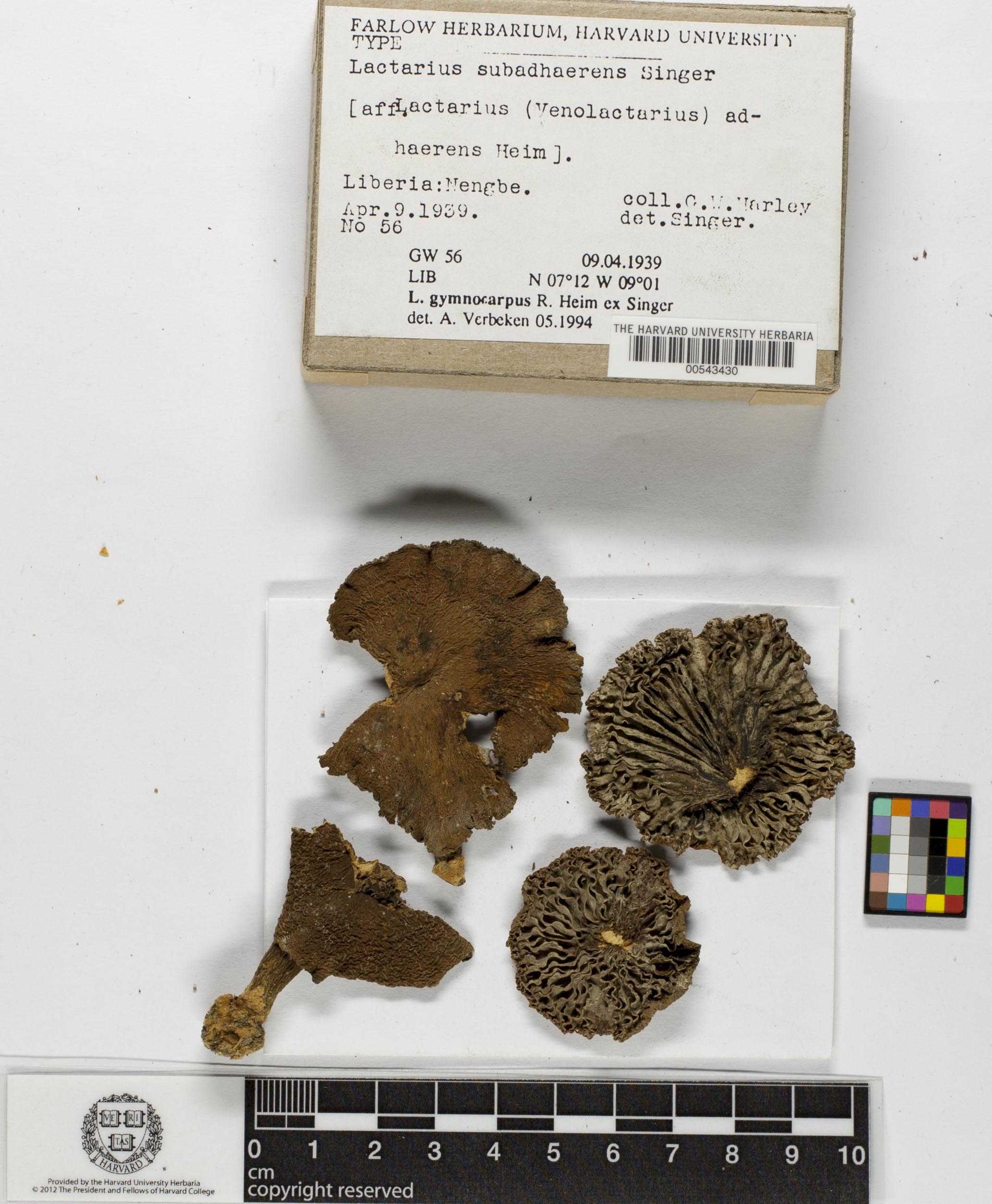 Lactifluus gymnocarpus