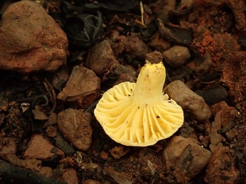 Lactifluus luteopus — photo