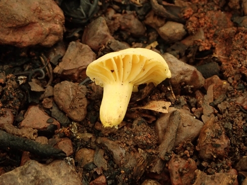 Lactifluus luteopus
