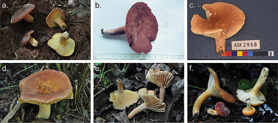 Lactifluus pseudovolemus — photo
