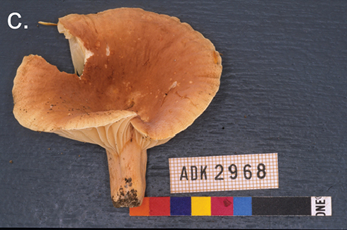 Lactifluus pseudovolemus