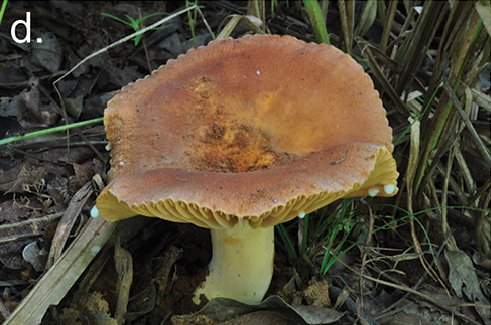 Lactifluus rubiginosus