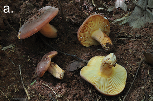 Lactifluus xerampelinus