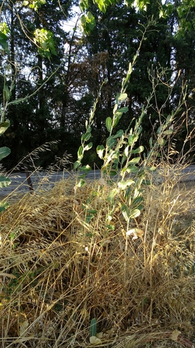 Lactuca aculeata — photo