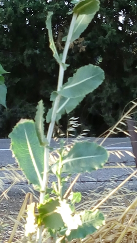 Lactuca aculeata — photo