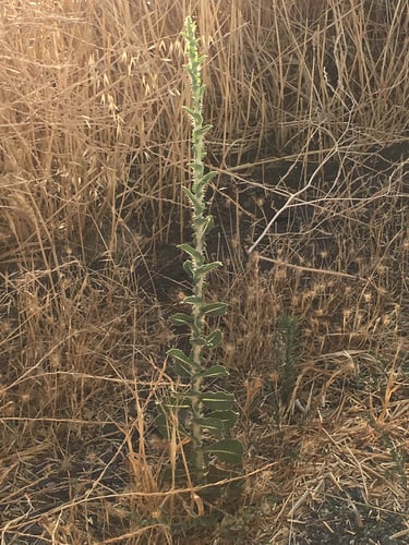 Lactuca aculeata