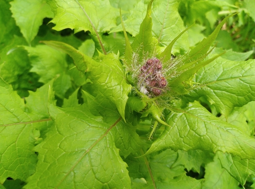 Lactuca alpina (Mountain thistle) — photo