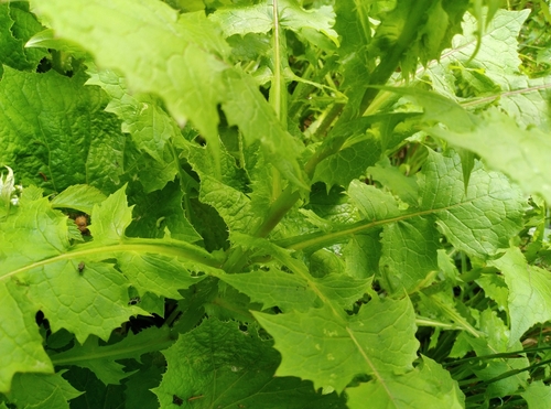 Lactuca alpina (Mountain thistle) — photo