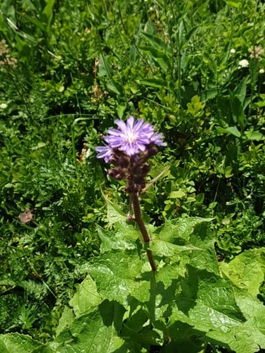 Lactuca alpina