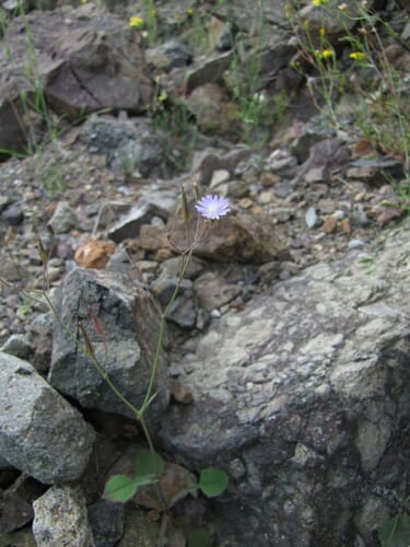 Lactuca dissecta (Split-leaf lettuce) — photo