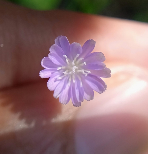 Lactuca dissecta