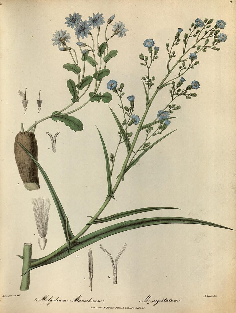 Lactuca dolichophylla (Long leaved lettuce) — photo