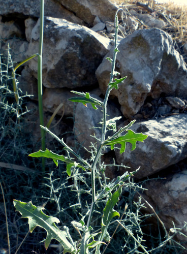 Lactuca orientalis — photo