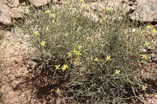 Lactuca orientalis — photo