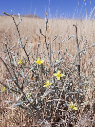 Lactuca orientalis