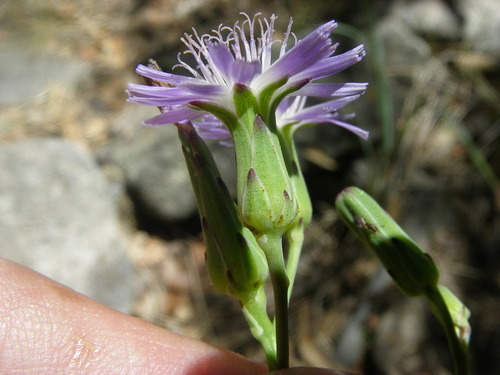 Lactuca tatarica (Larkspur lettuce) — photo