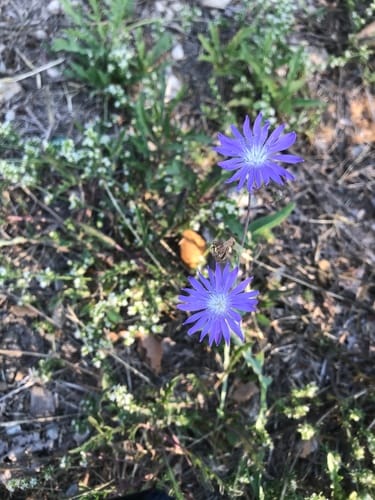 Lactuca tatarica (Larkspur lettuce) — photo