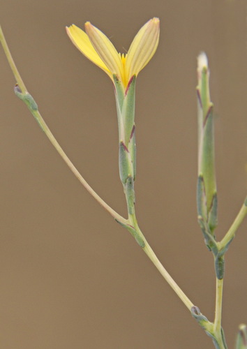 Lactuca viminea (Pliant lettuce) — photo