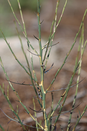 Lactuca viminea (Pliant lettuce) — photo