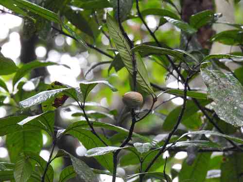 Lacunaria crenata