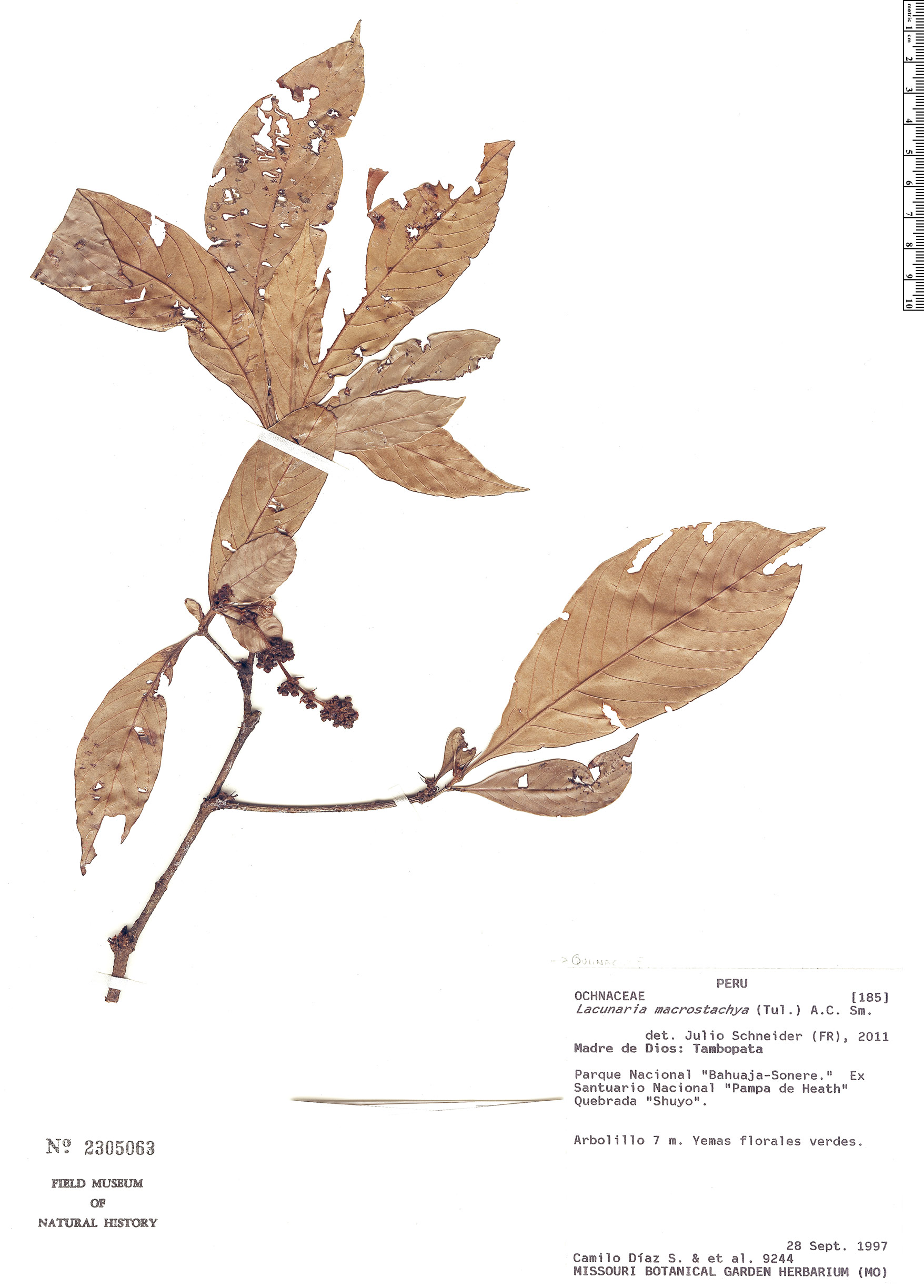 Lacunaria macrostachya