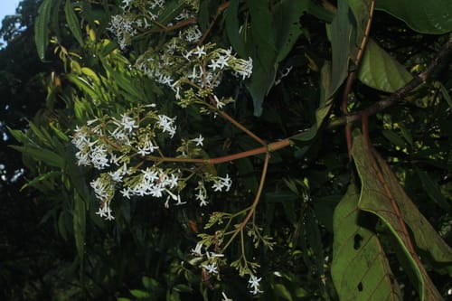 Ladenbergia oblongifolia — photo