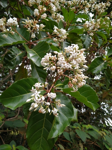 Ladenbergia oblongifolia