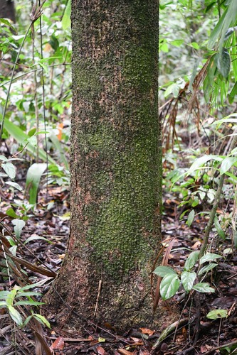 Laetia procera (Very tall laetia) — photo