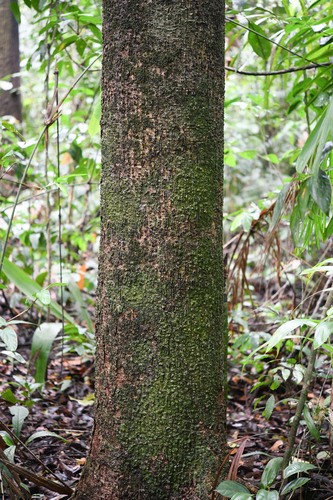 Laetia procera (Very tall laetia) — photo