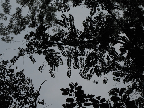 Laetia procera