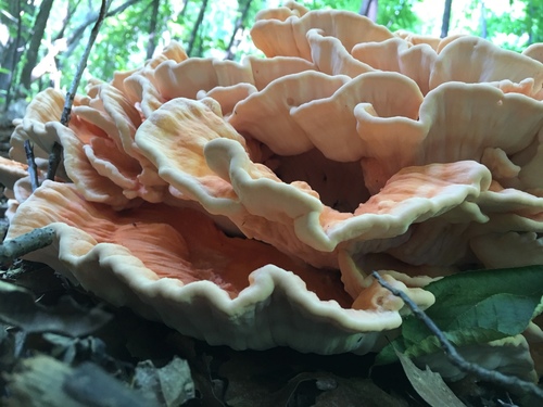 Laetiporus cincinnatus — photo