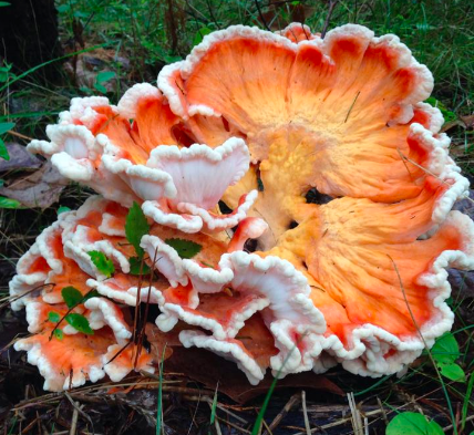 Laetiporus cincinnatus