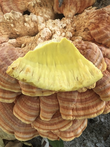 Laetiporus gilbertsonii (Sulphur shelf) — photo