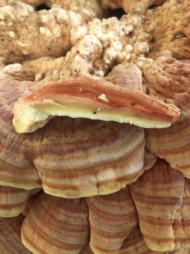 Laetiporus gilbertsonii (Sulphur shelf) — photo