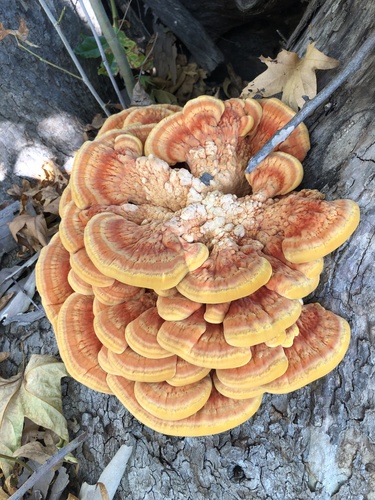 Laetiporus gilbertsonii