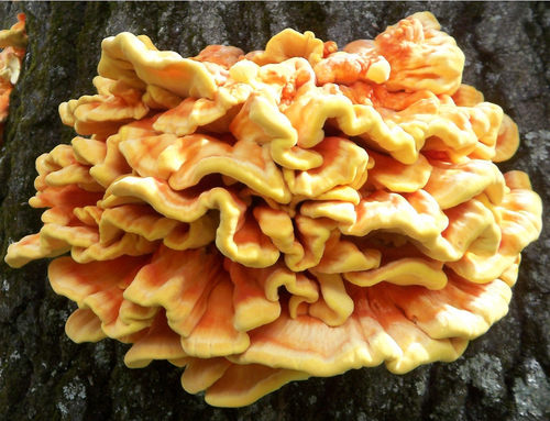 Laetiporus sulphureus (Chicken of the woods) — photo