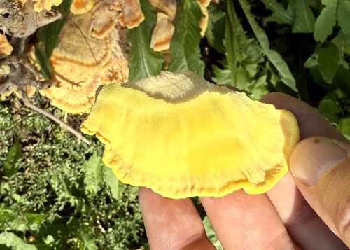 Laetiporus sulphureus (Chicken of the woods) — photo