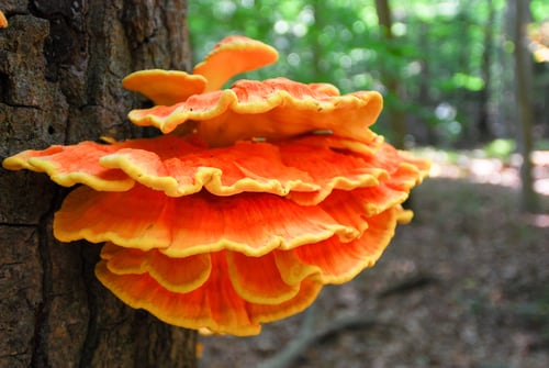 Laetiporus sulphureus