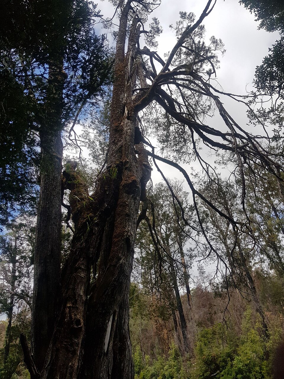 Lagarostrobos franklinii (Huon pine) — photo