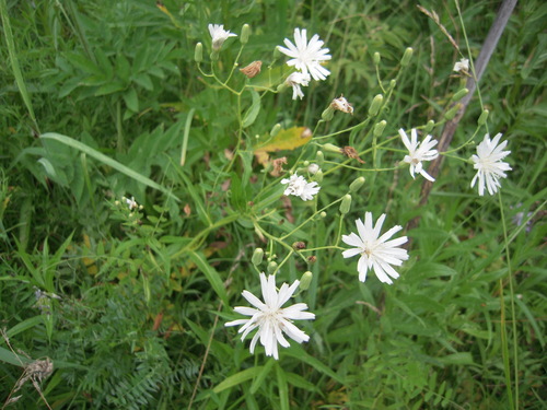 Lagedium sibiricum — photo