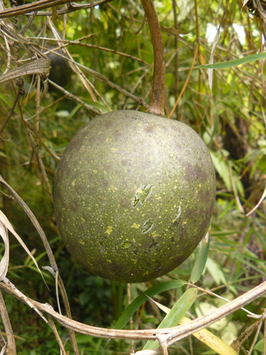 Lagenaria abyssinica