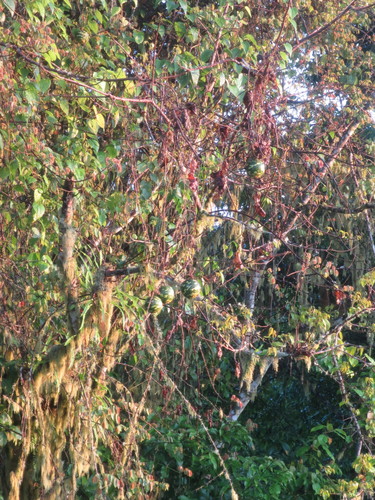 Lagenaria breviflora