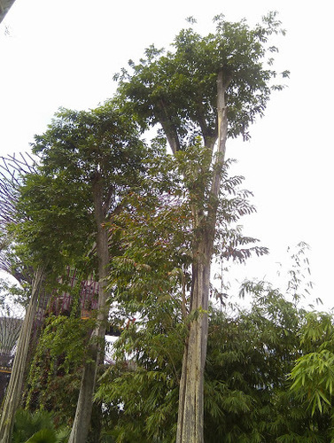 Lagerstroemia calyculata — photo
